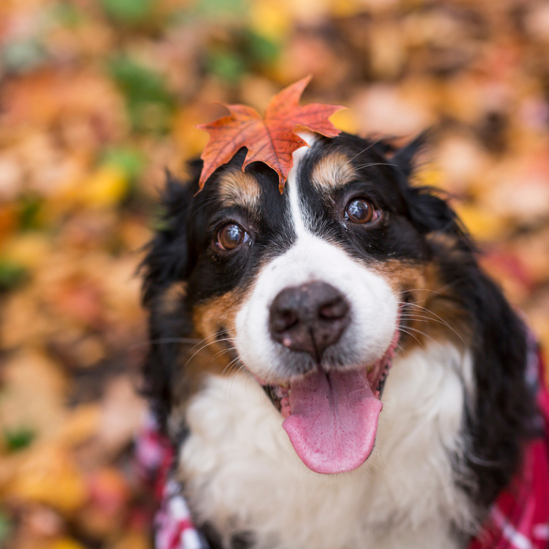 Fröhlicher Hund im Herbstlaub